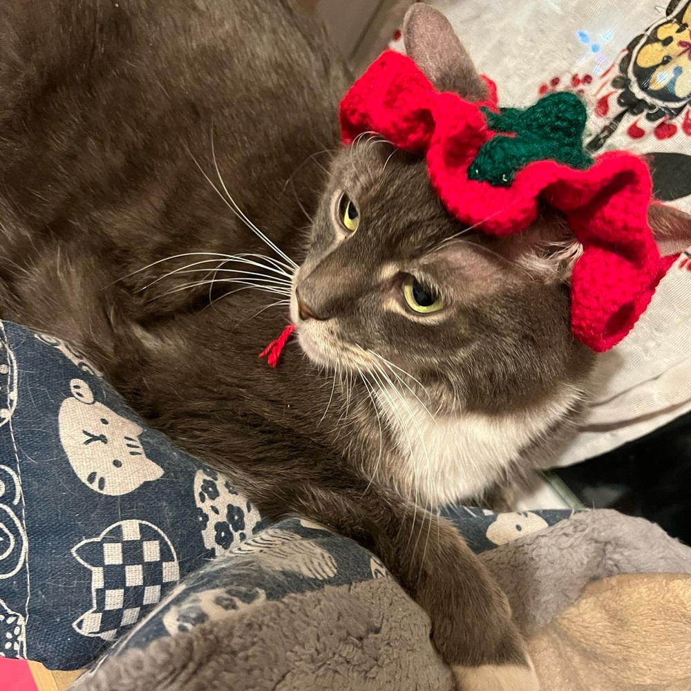Strawberry crochet hats for cats and small dogs/ knit cat hat